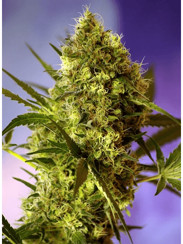SWEET CHEESE  FEM® X3+1-SWEET SEEDS 1