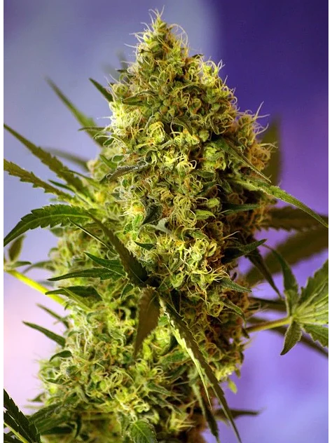 Sweet Cheese  Fem® X3+1-Sweet Seeds 1