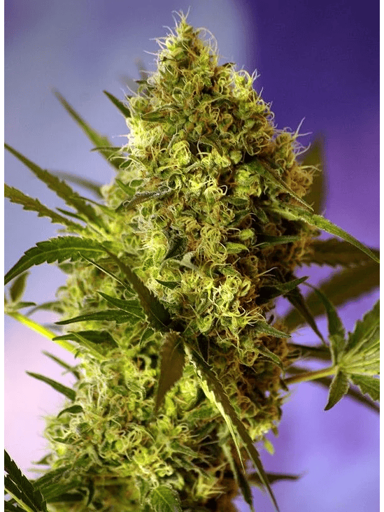 SWEET CHEESE  FEM® X3+1-SWEET SEEDS 1