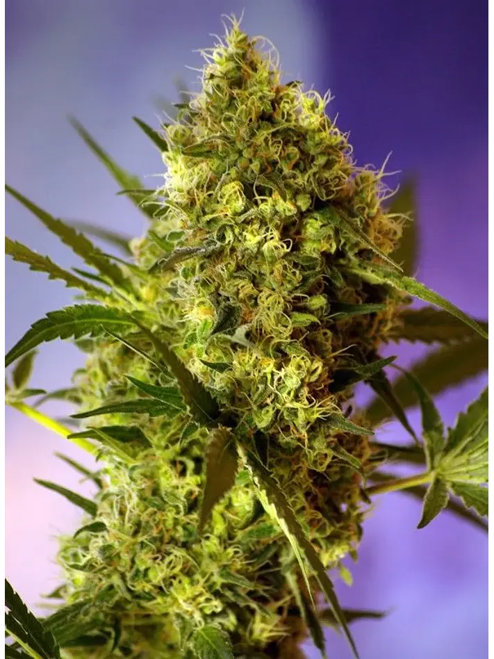 Sweet Cheese  Fem® X3+1-Sweet Seeds 1