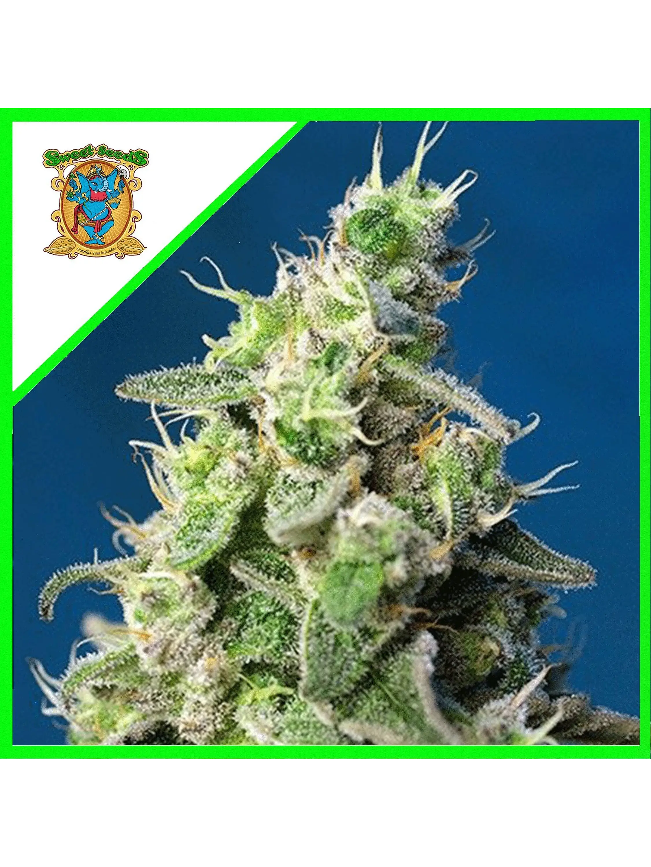 Cheese Xl Auto® X3+1-Sweet Seeds 1