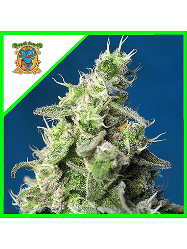 CHEESE XL AUTO® X3+1-SWEET SEEDS 1