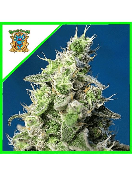 CHEESE XL AUTO® X3+1-SWEET SEEDS 1