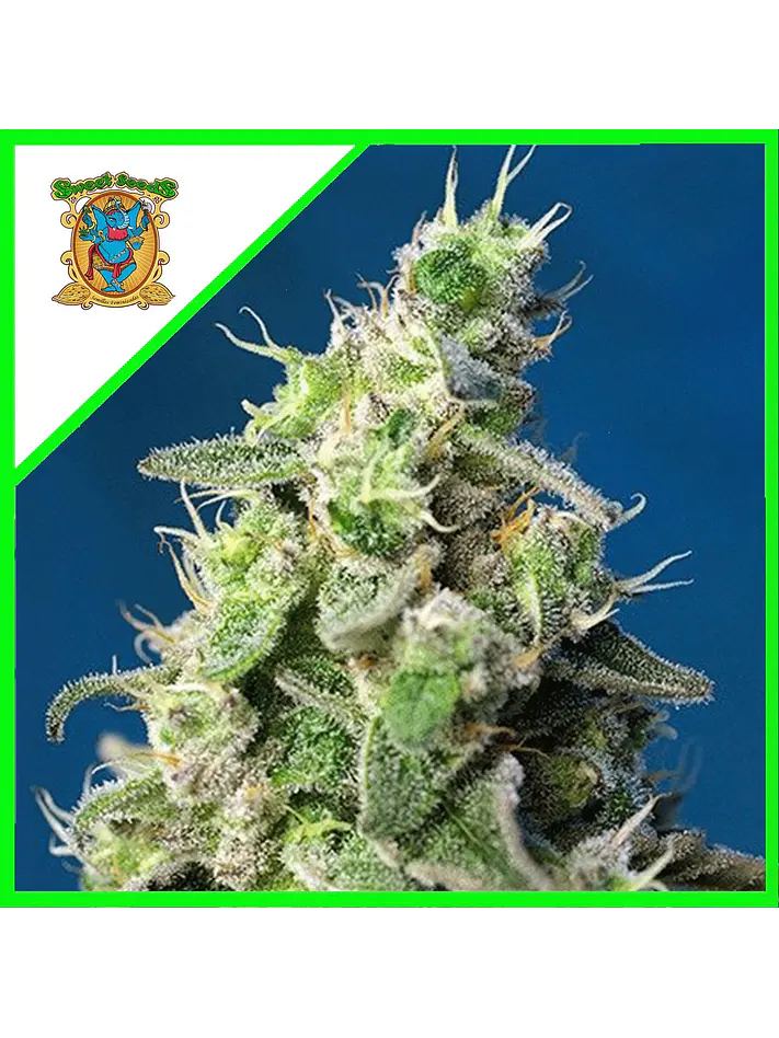 Cheese Xl Auto® X3+1-Sweet Seeds 1