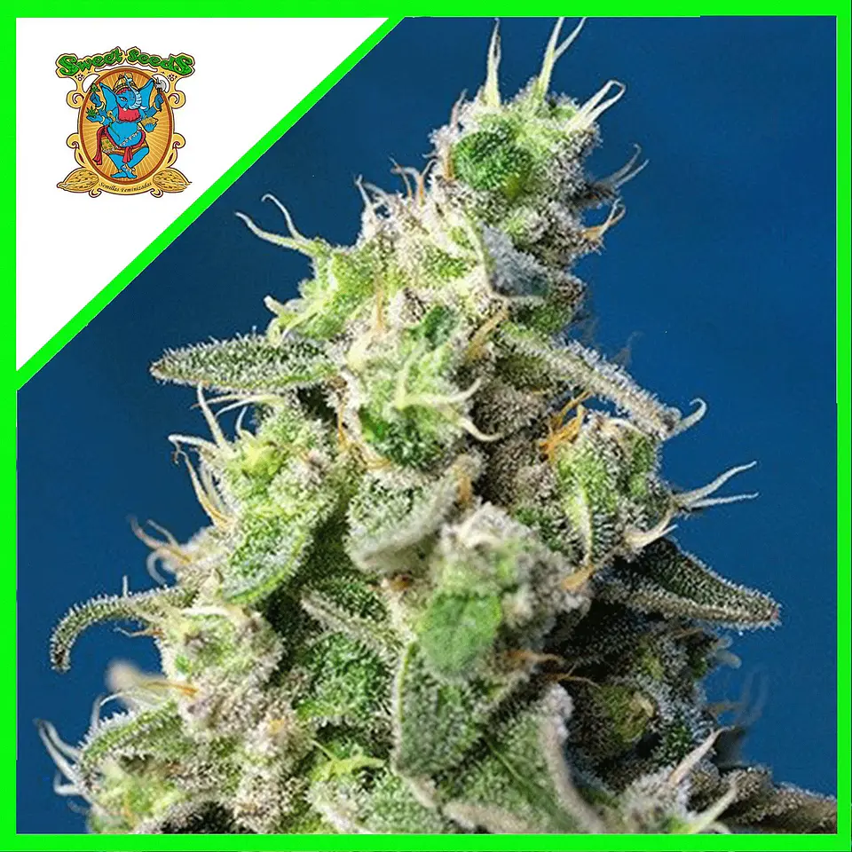 Cheese Xl Auto® X3+1-Sweet Seeds 1
