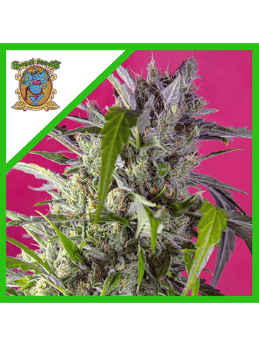 CRYSTAL CANDY  AUTO® X3+1-SWEET SEEDS 1