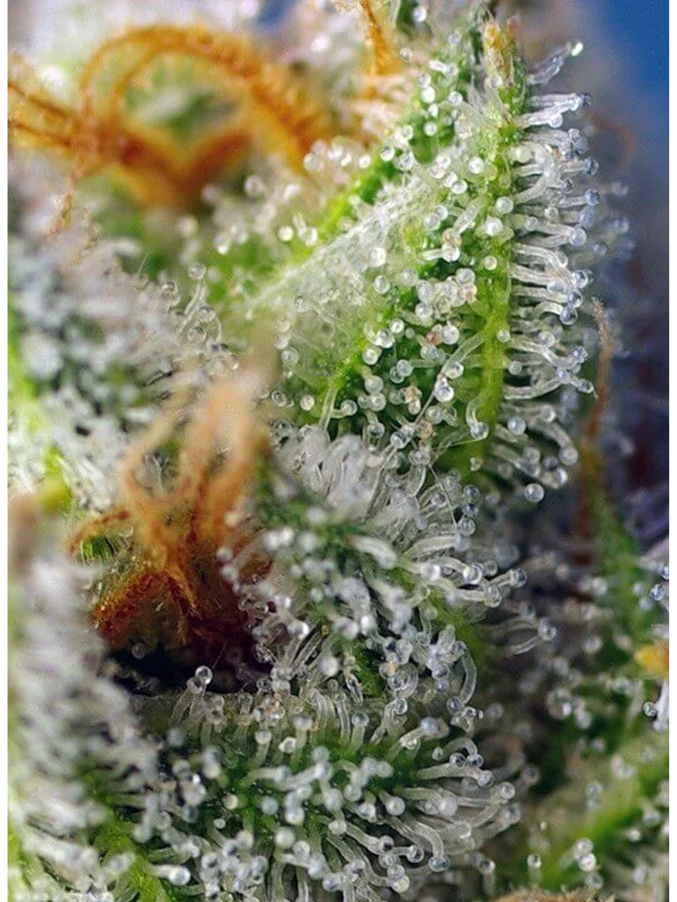 Crystal Candy F1 Fem® -Sweet Seeds (X25/X3+1) 2