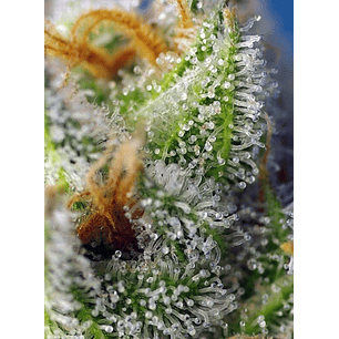 CRYSTAL CANDY F1 FEM® X3+1-SWEET SEEDS