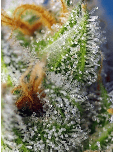 CRYSTAL CANDY F1 FEM® X3+1-SWEET SEEDS 2