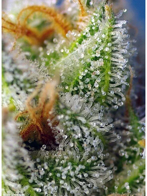 Crystal Candy F1 Fem® -Sweet Seeds (X25/X3+1) 2