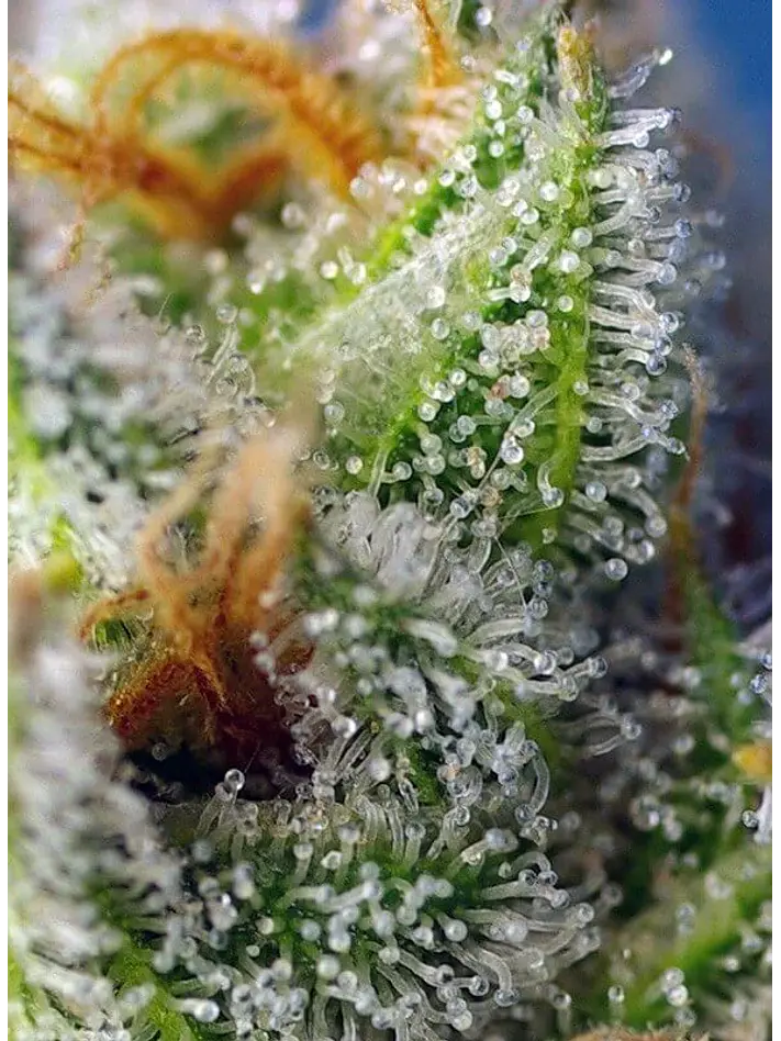 Crystal Candy F1 Fem® -Sweet Seeds (X25/X3+1) 2