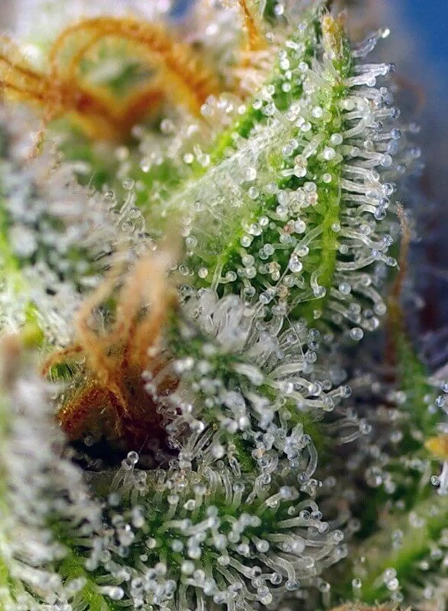 Crystal Candy F1 Fem® -Sweet Seeds (X25/X3+1) 2