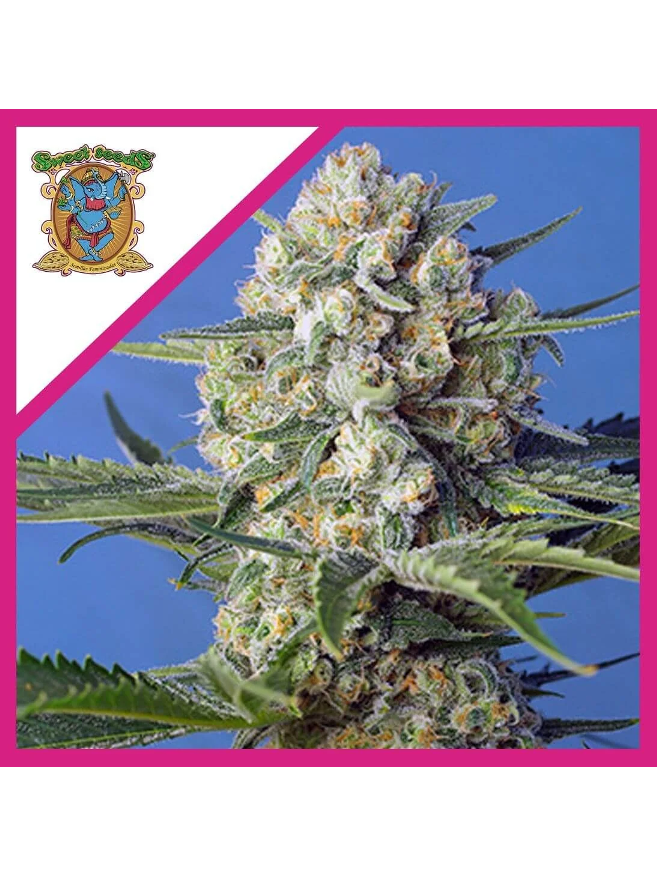 Crystal Candy F1 Fem® -Sweet Seeds (X25/X3+1) 1