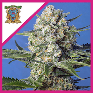 Crystal Candy F1 Fem® -Sweet Seeds (X25/X3+1)