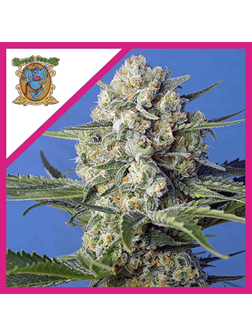 CRYSTAL CANDY F1 FEM® X3+1-SWEET SEEDS 1