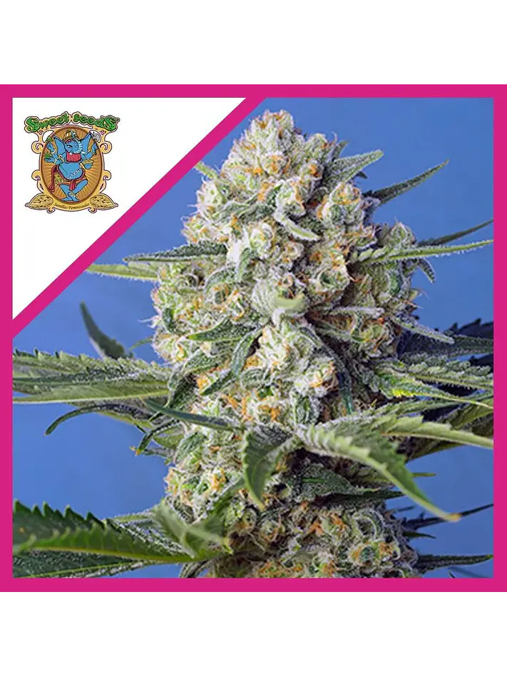 Crystal Candy F1 Fem® -Sweet Seeds (X25/X3+1) 1