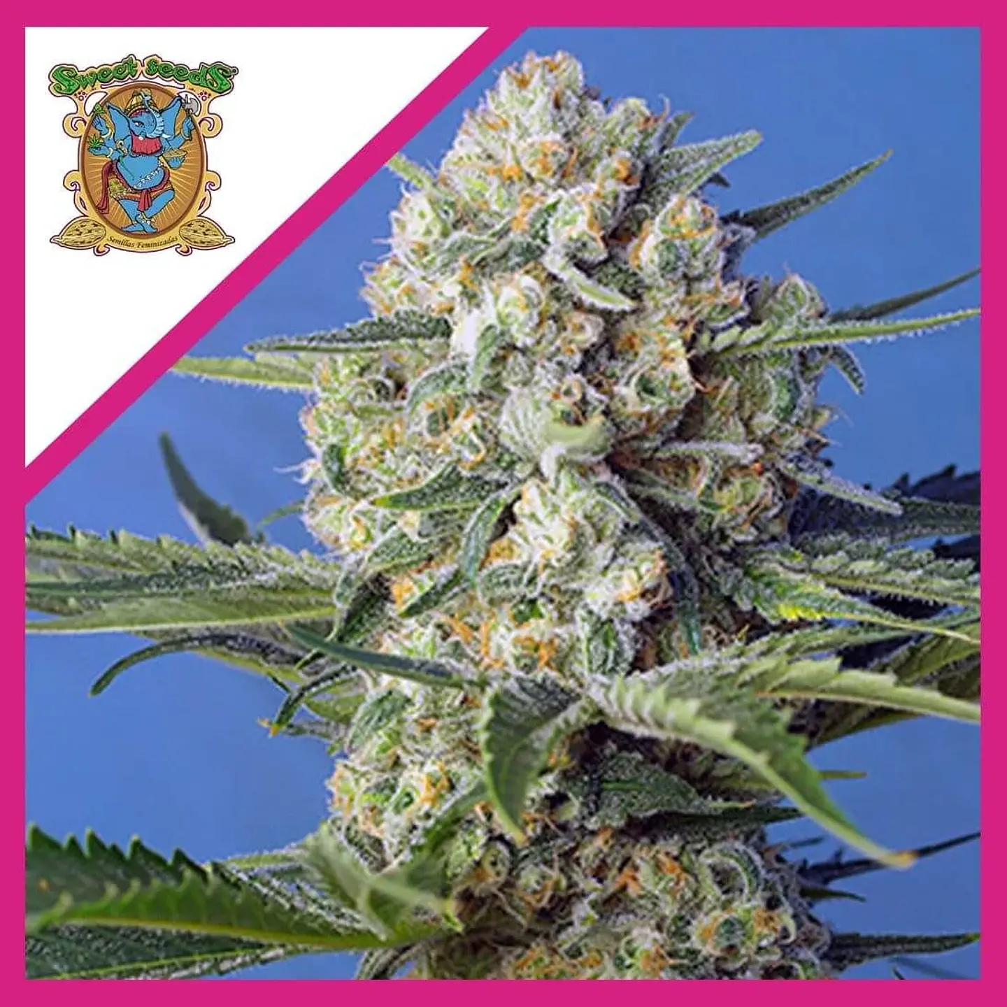 Crystal Candy F1 Fem® -Sweet Seeds (X25/X3+1) 1