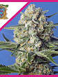 CRYSTAL CANDY F1 FEM® X3+1-SWEET SEEDS - Miniatura 1