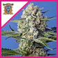 Crystal Candy F1 Fem® -Sweet Seeds (X25/X3+1) - Miniatura 1