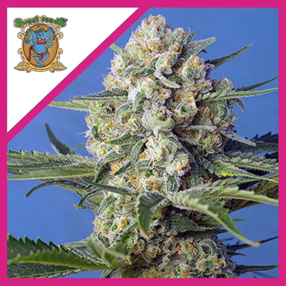 Crystal Candy F1 Fem® -Sweet Seeds (X25/X3+1) 1