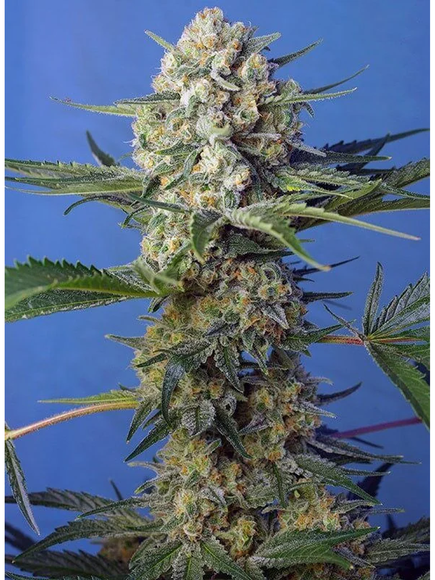 Crystal Candy F1 Fem® -Sweet Seeds (X25/X3+1) 3