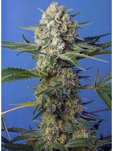 Crystal Candy F1 Fem® -Sweet Seeds (X25/X3+1) 3