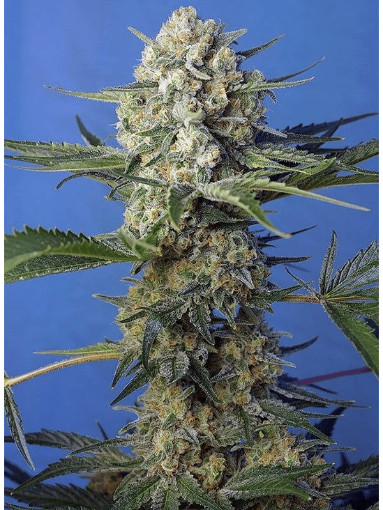 CRYSTAL CANDY F1 FEM® X3+1-SWEET SEEDS 3