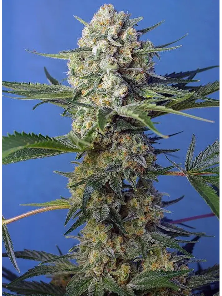 Crystal Candy F1 Fem® -Sweet Seeds (X25/X3+1) 3