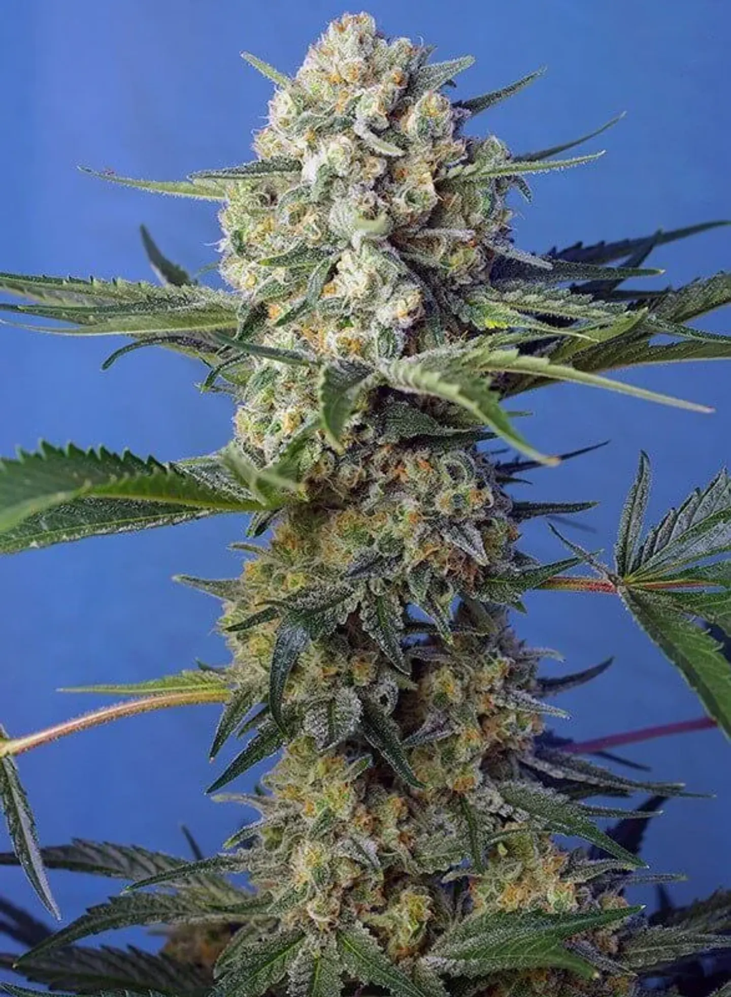 Crystal Candy F1 Fem® -Sweet Seeds (X25/X3+1) 3