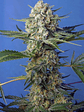 CRYSTAL CANDY F1 FEM® X3+1-SWEET SEEDS - Miniatura 3