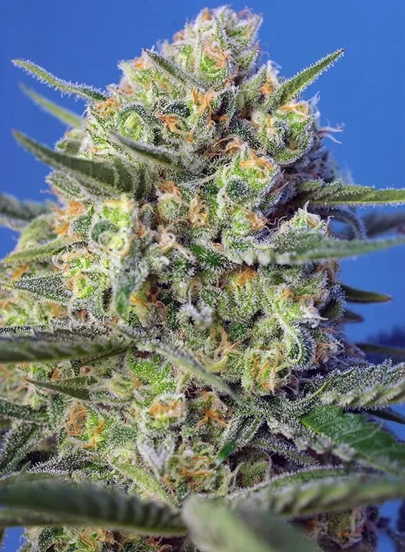 Crystal Candy F1 Fem® -Sweet Seeds (X25/X3+1) 4