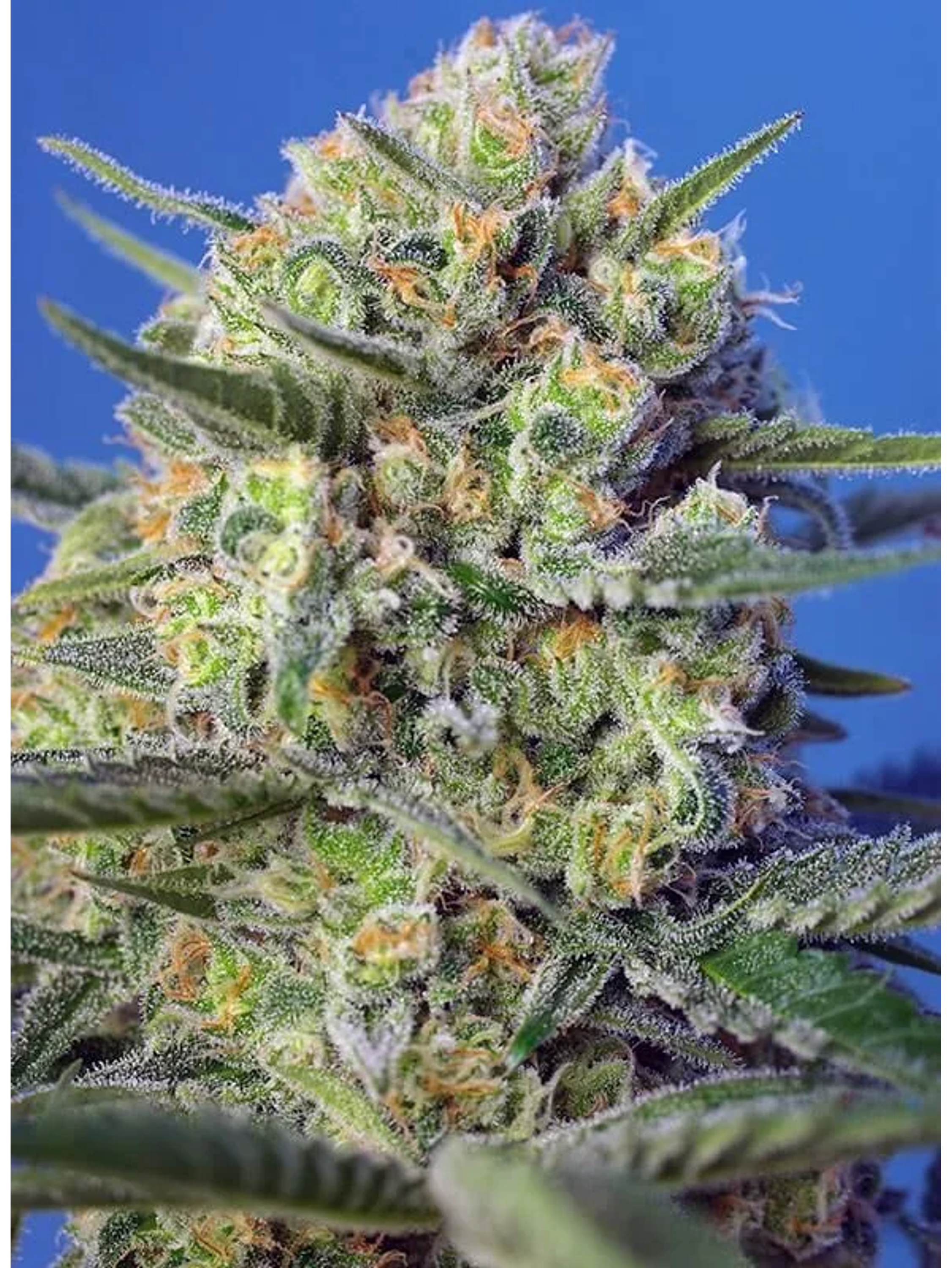 Crystal Candy F1 Fem® -Sweet Seeds (X25/X3+1) 4