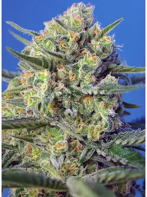 Crystal Candy F1 Fem® -Sweet Seeds (X25/X3+1) 4