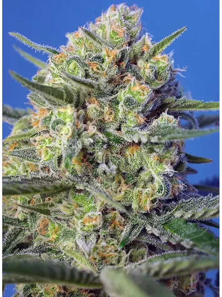 Crystal Candy F1 Fem® -Sweet Seeds (X25/X3+1) 4
