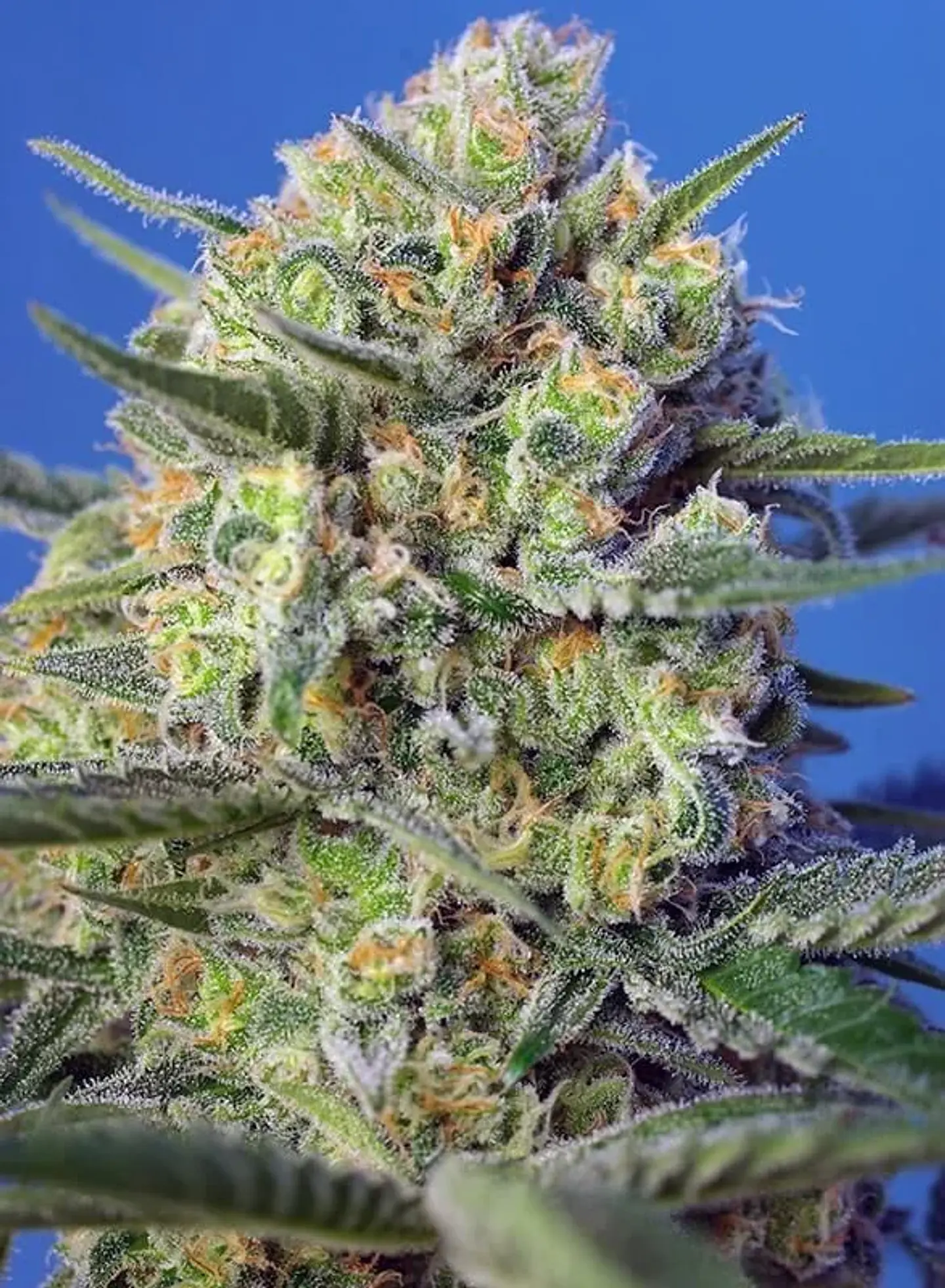 Crystal Candy F1 Fem® -Sweet Seeds (X25/X3+1) 4