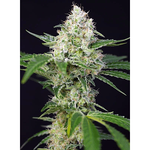 Crystal Candy  Fem® X3+1-Sweet Seeds