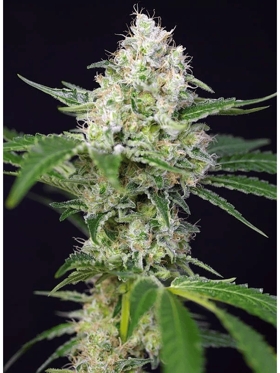 CRYSTAL CANDY  FEM® X3+1-SWEET SEEDS 1