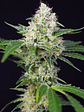 CRYSTAL CANDY  FEM® X3+1-SWEET SEEDS - Miniatura 1