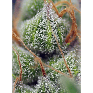 Crystal Candy  Fem® X3+1-Sweet Seeds