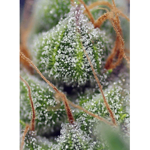CRYSTAL CANDY  FEM® X3+1-SWEET SEEDS