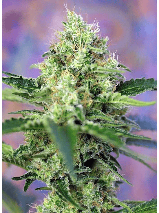 CRYSTAL CANDY  FEM® X3+1-SWEET SEEDS 3