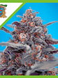 Devil Cream  Auto® X3+1-Sweet Seeds - Miniatura 1