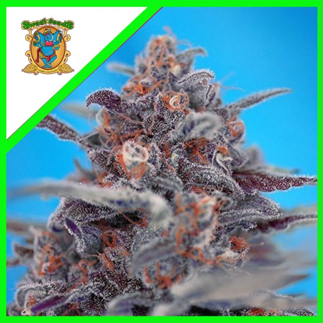 Devil Cream Auto® -Sweet Seeds (X5+2/X3+1) 1