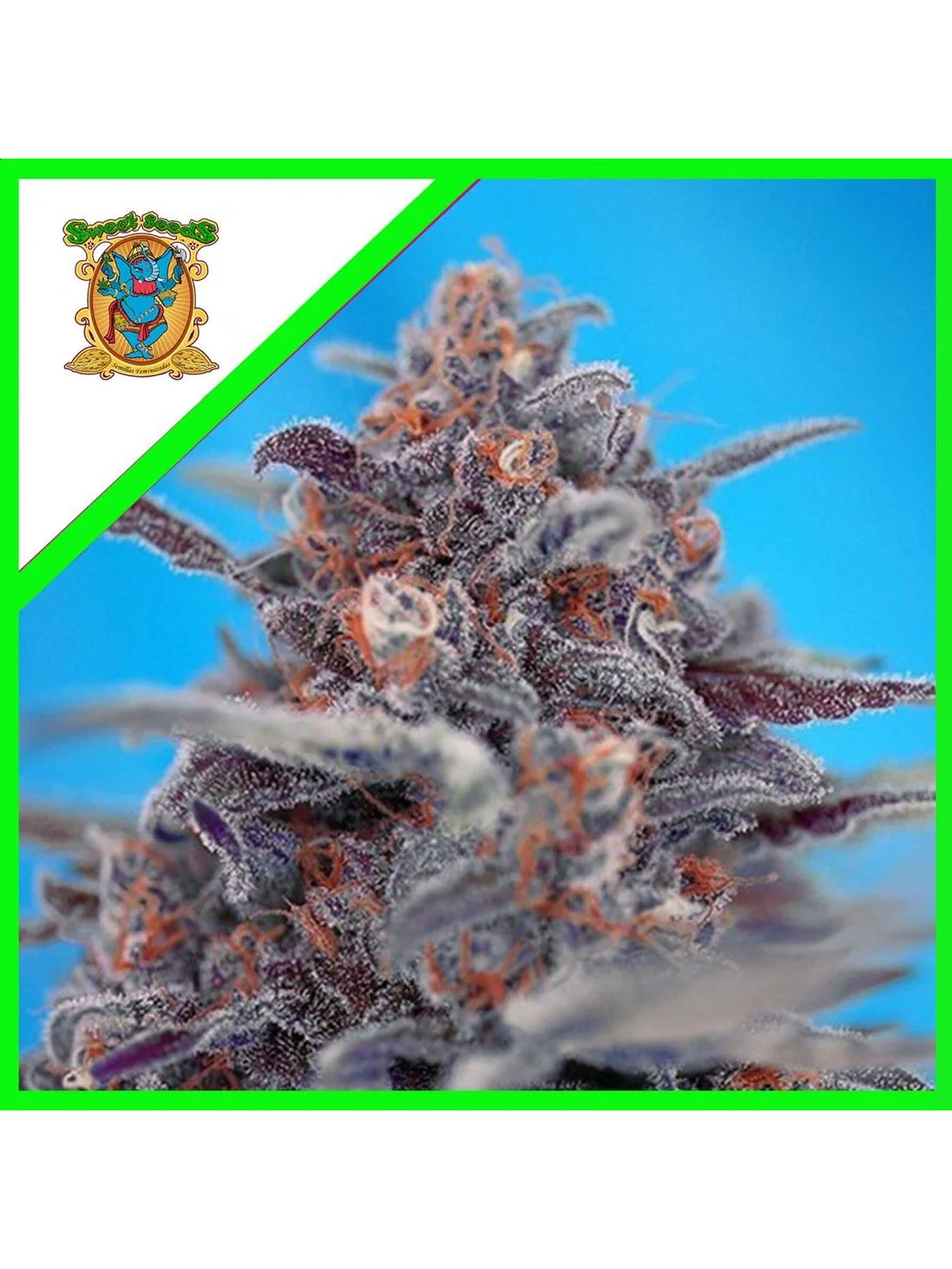 Devil Cream Auto® -Sweet Seeds (X5+2/X3+1) 1