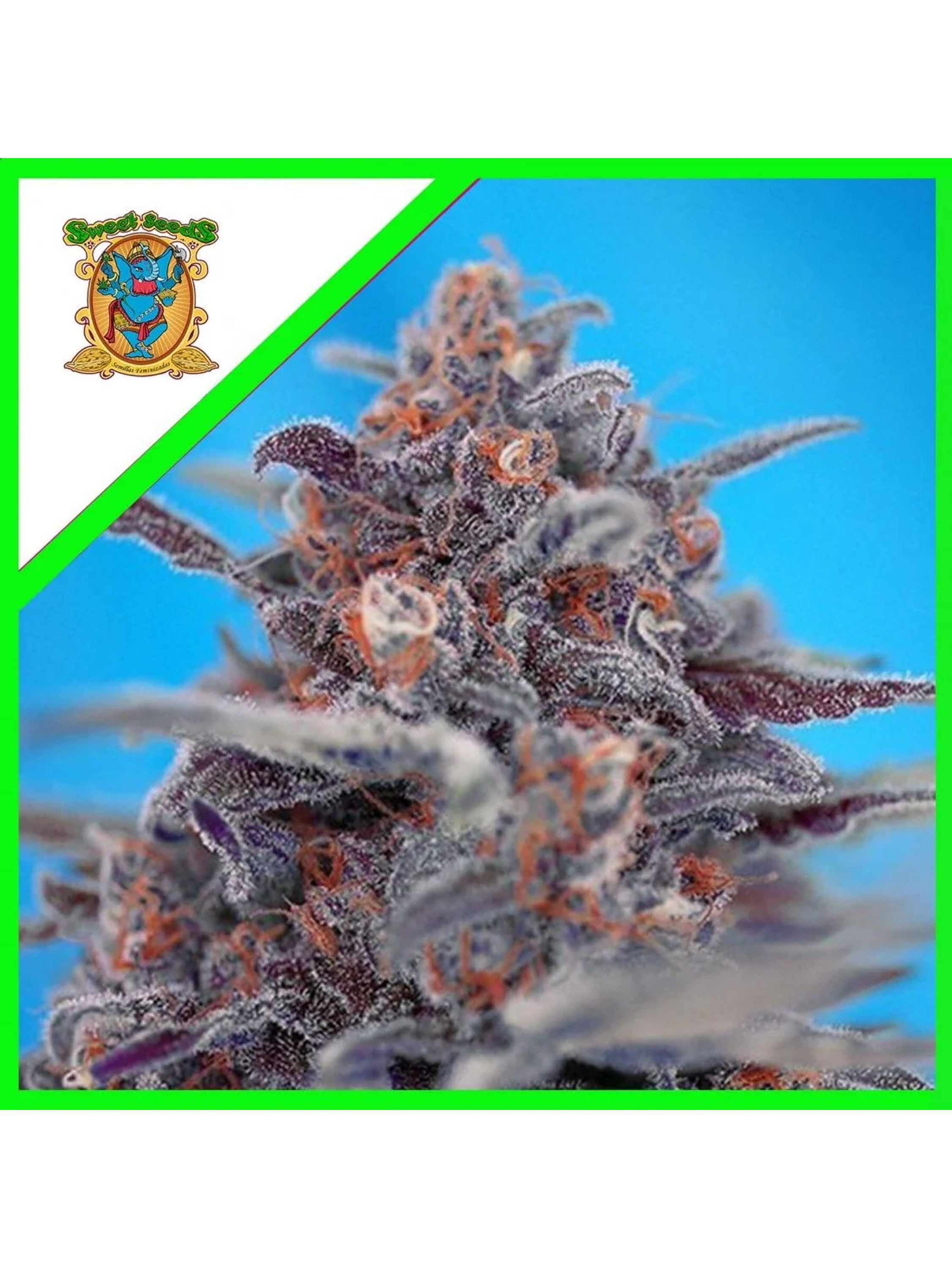 Devil Cream Auto® -Sweet Seeds (X5+2/X3+1) 1