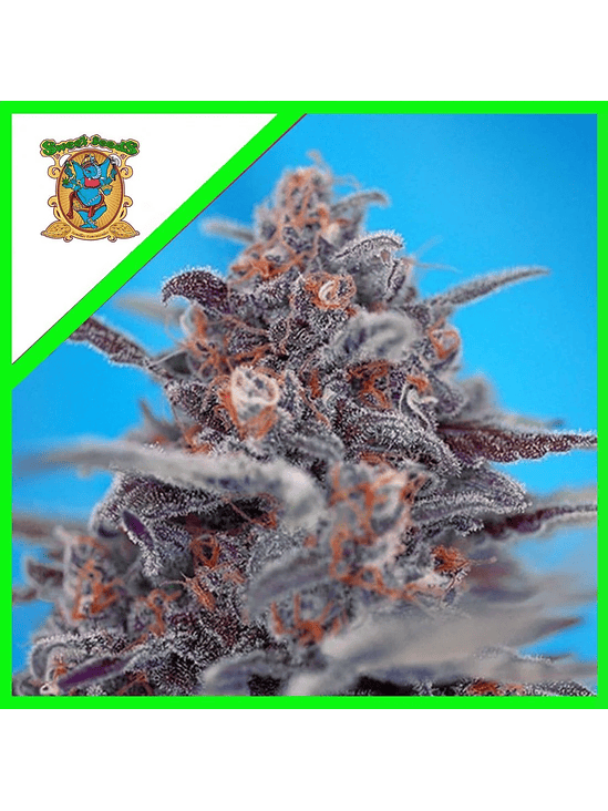 DEVIL CREAM  AUTO® X5+2-SWEET SEEDS 1