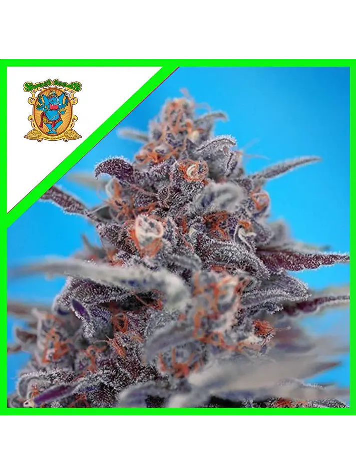 Devil Cream Auto® -Sweet Seeds (X5+2/X3+1) 1