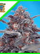 Devil Cream  Auto® X5+2-Sweet Seeds - Miniatura 1