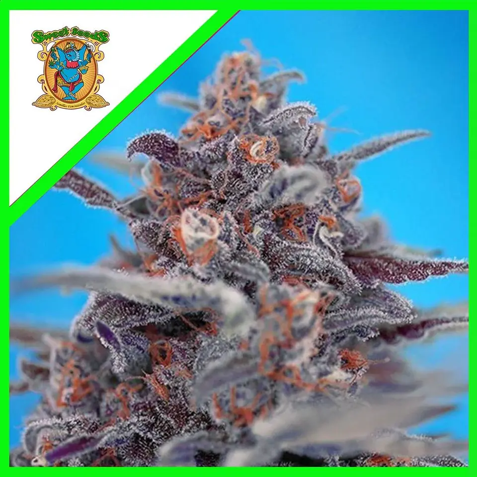 Devil Cream Auto® -Sweet Seeds (X5+2/X3+1) 1