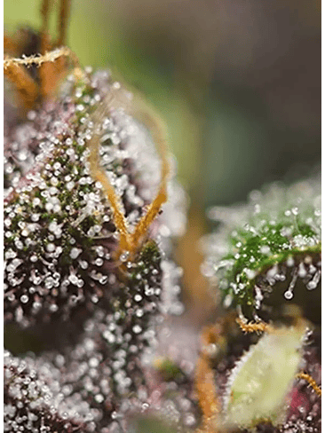 DARK DEVIL RED FAMILY  AUTO® X3+1-SWEET SEEDS 2